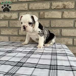 Lucy, Beabull Puppy