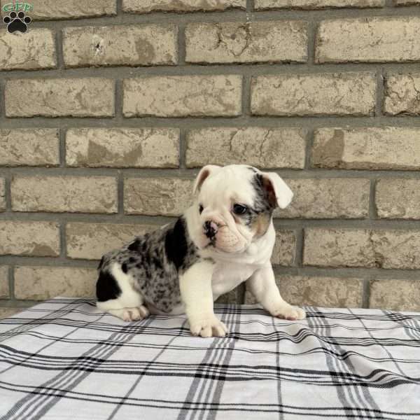 Lucy, Beabull Puppy
