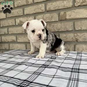 Lucy, Beabull Puppy