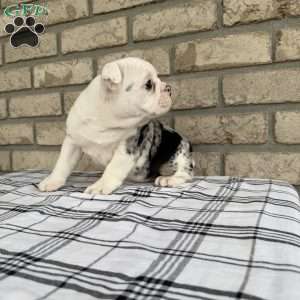 Lucy, Beabull Puppy