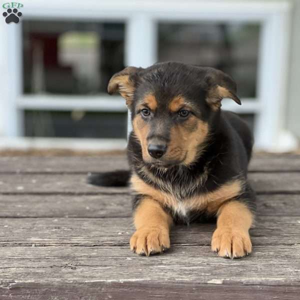 Ruby, German Shepherd Mix Puppy