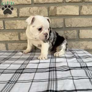 Lucy, Beabull Puppy