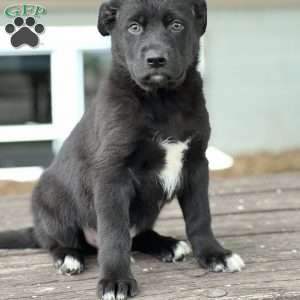 Rafael, German Shepherd Mix Puppy