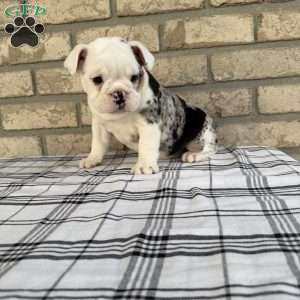 Lucy, Beabull Puppy