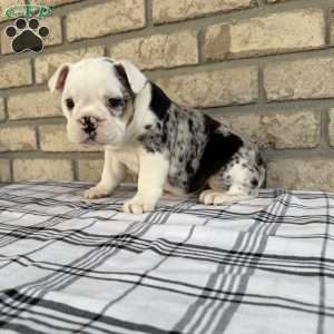 Lucy, Beabull Puppy