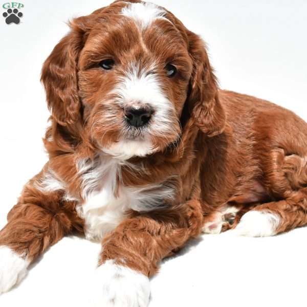 Ace, Mini Goldendoodle Puppy