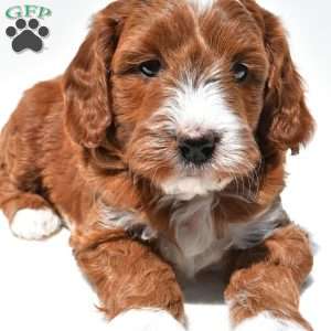 Ace, Mini Goldendoodle Puppy