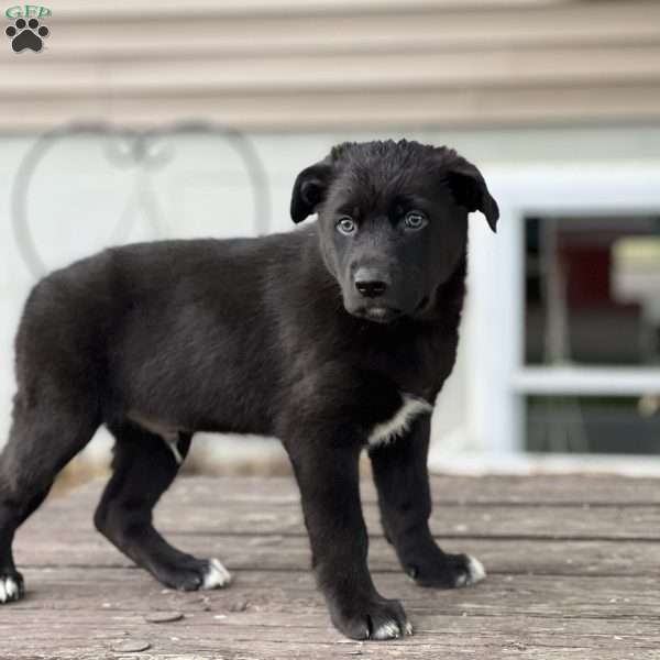 Rafael, German Shepherd Mix Puppy