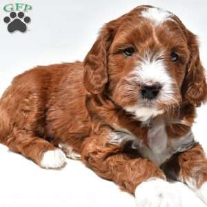 Ace, Mini Goldendoodle Puppy