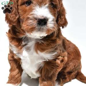 Ace, Mini Goldendoodle Puppy