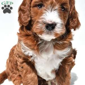Ace, Mini Goldendoodle Puppy