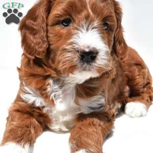 Ace, Mini Goldendoodle Puppy