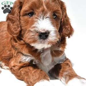 Ace, Mini Goldendoodle Puppy