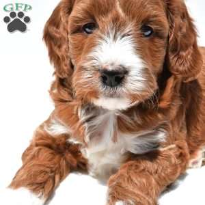 Ace, Mini Goldendoodle Puppy