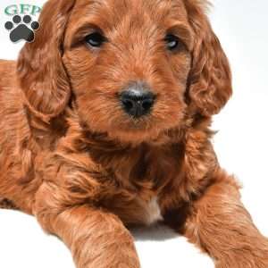 Windsor, Mini Goldendoodle Puppy