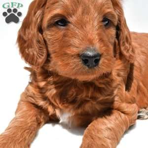 Windsor, Mini Goldendoodle Puppy