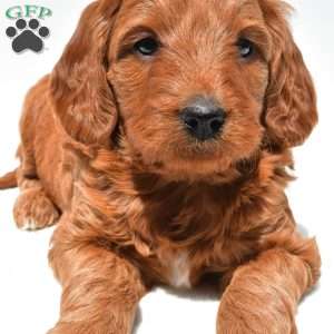 Windsor, Mini Goldendoodle Puppy