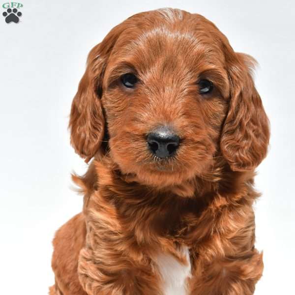 Windsor, Mini Goldendoodle Puppy