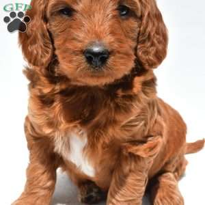Windsor, Mini Goldendoodle Puppy