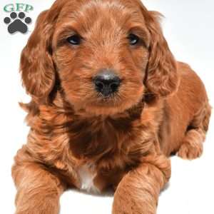 Windsor, Mini Goldendoodle Puppy