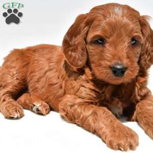 Windsor, Mini Goldendoodle Puppy