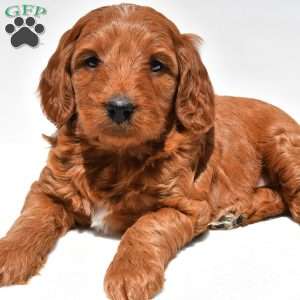 Windsor, Mini Goldendoodle Puppy