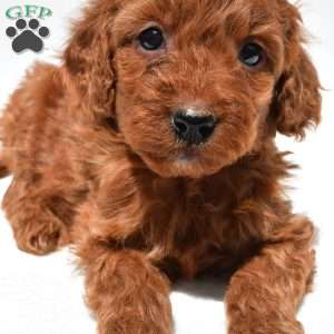 Ruby, Mini Goldendoodle Puppy