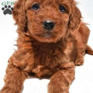 Ruby, Mini Goldendoodle Puppy