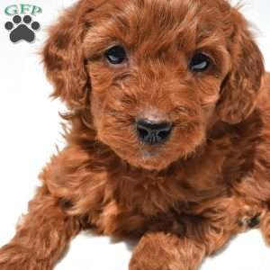 Ruby, Mini Goldendoodle Puppy