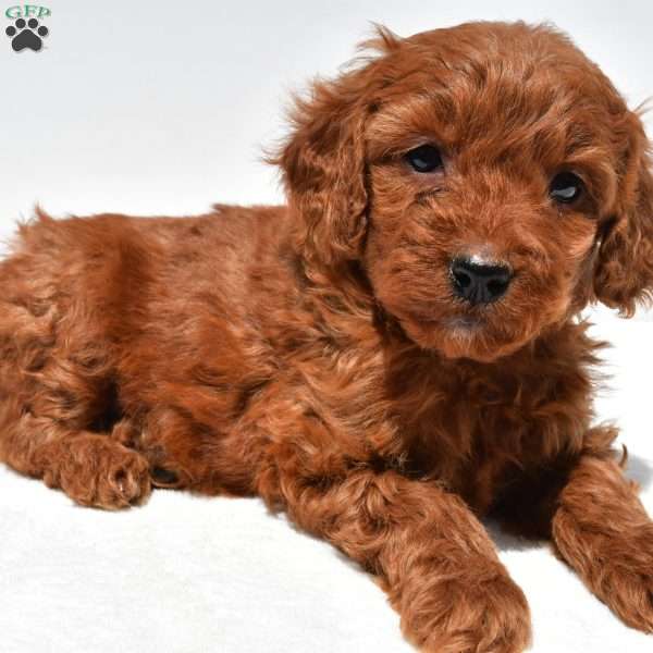 Ruby, Mini Goldendoodle Puppy