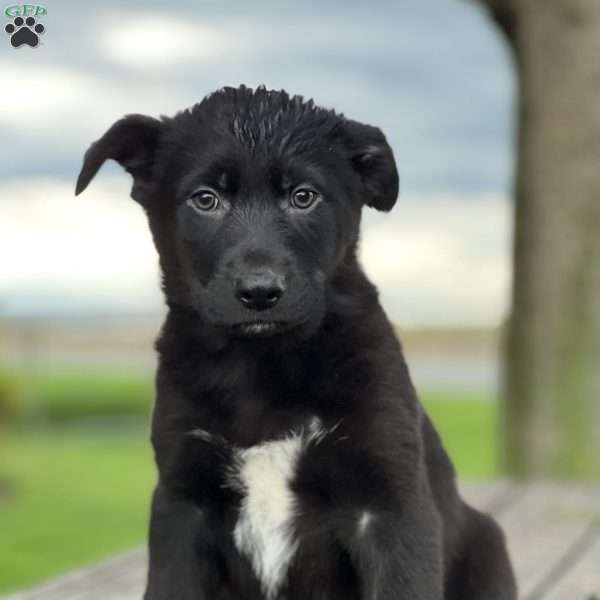 Rocky, German Shepherd Mix Puppy