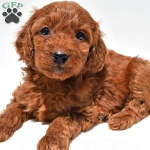 Ruby, Mini Goldendoodle Puppy