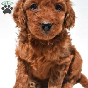 Ruby, Mini Goldendoodle Puppy