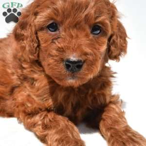 Ruby, Mini Goldendoodle Puppy