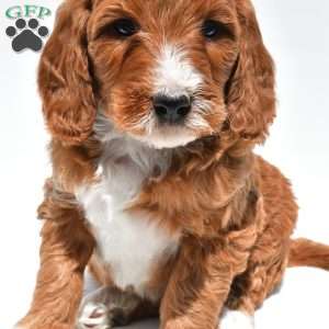 Archer, Mini Goldendoodle Puppy