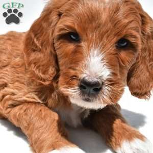 Archer, Mini Goldendoodle Puppy