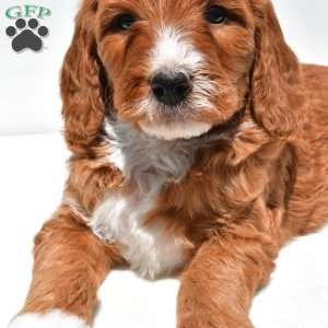 Archer, Mini Goldendoodle Puppy