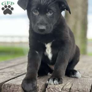 Rocky, German Shepherd Mix Puppy