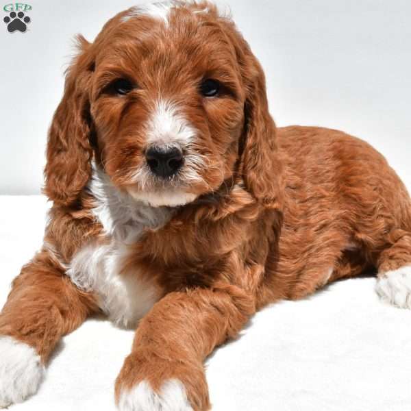 Archer, Mini Goldendoodle Puppy