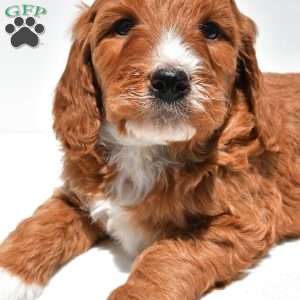 Archer, Mini Goldendoodle Puppy