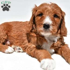 Archer, Mini Goldendoodle Puppy