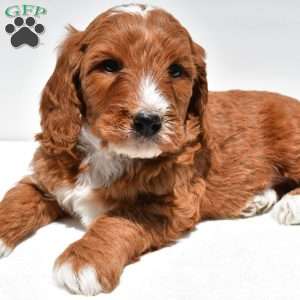 Archer, Mini Goldendoodle Puppy