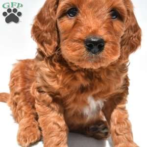 Ellie, Mini Goldendoodle Puppy