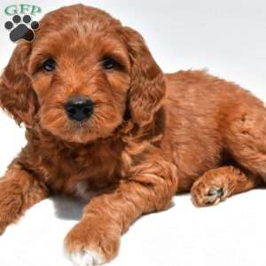 Ellie, Mini Goldendoodle Puppy