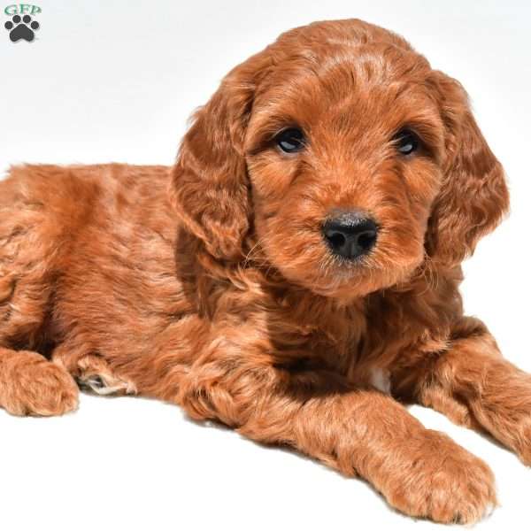 Ellie, Mini Goldendoodle Puppy