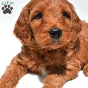 Ellie, Mini Goldendoodle Puppy
