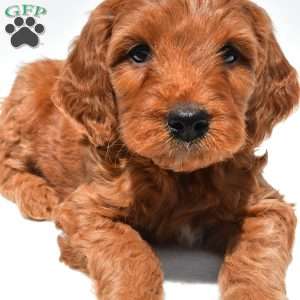Ellie, Mini Goldendoodle Puppy