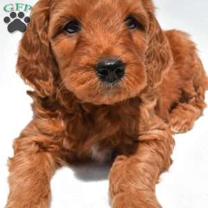 Ellie, Mini Goldendoodle Puppy