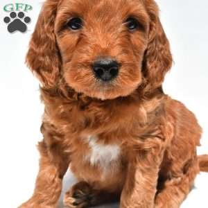 Ellie, Mini Goldendoodle Puppy