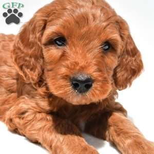 Ellie, Mini Goldendoodle Puppy